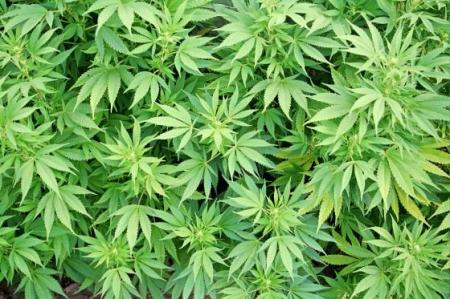 Konopí seté (Cannabis Sativa L.)