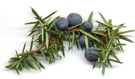 Jalovec obecný (Juniperus communis L.)