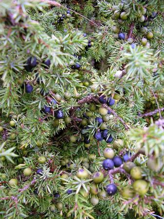 Jalovec obecný (Juniperus communis L.)